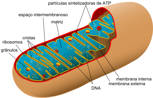 Estrutura da mitocôndria